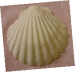 coquille Saint Jacques